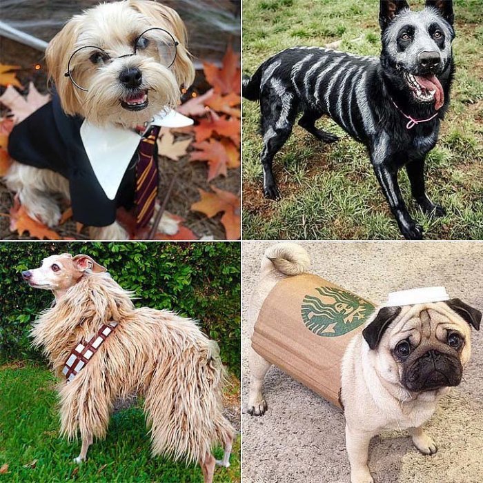 Diy dog halloween costumes