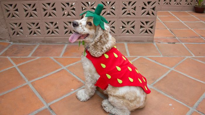 Hot dog costume diy